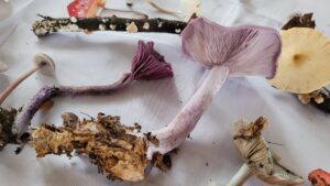 Bunte Sammlung an Pilzen nebeneinander ausgebreitet