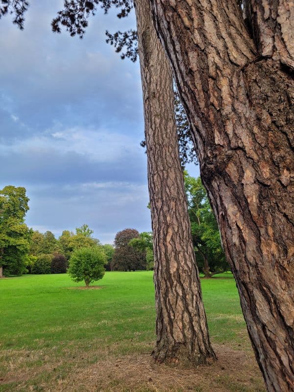 Zwei dicht beieinanderstehende Kiefernstämme vor einer grünen Parkwiese