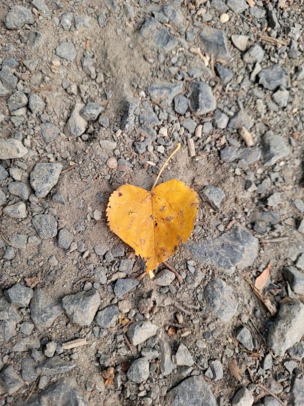 Gelbes herzförmiges Blatt liegt auf einem Kiesweg