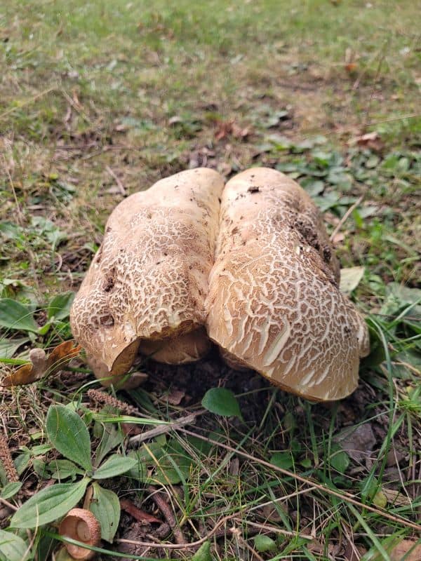 Zwei große Pilze im Gras