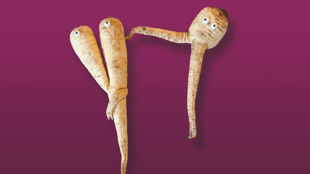 Krumm gewachsene und künstlerisch arrangierte Pastinaken mit aufgeklebten Augen auf lila Hintergrund.
